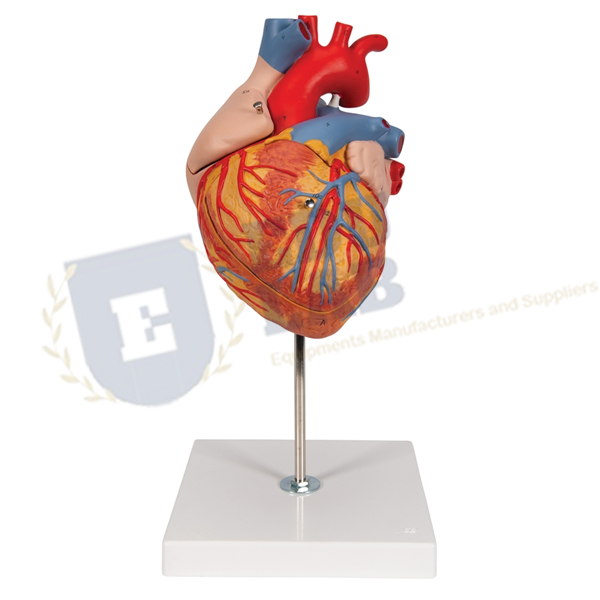 Heart Model