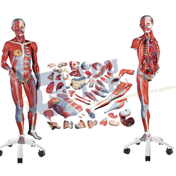 3/4 Life-Size Dual-Sex Muscle Model