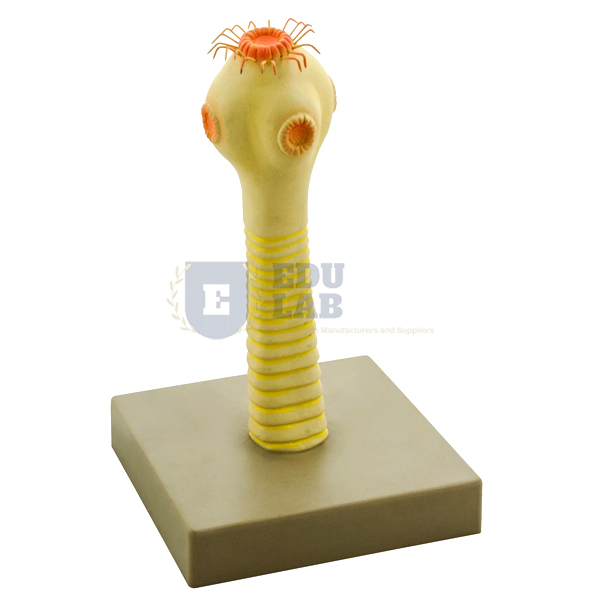 Head of the Pork Tape Worm Model