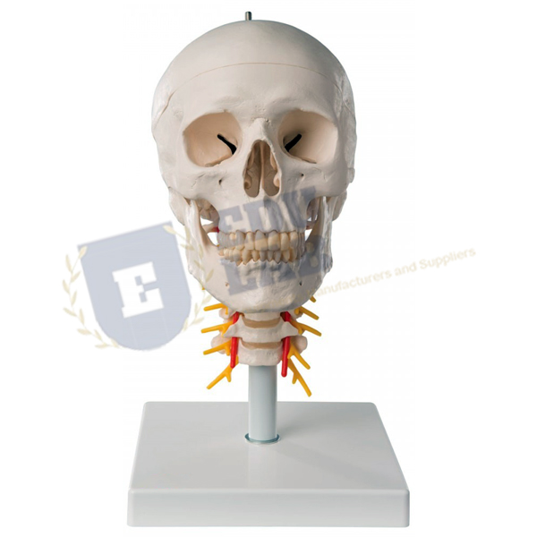 Human Skull Model With Cervical Spine