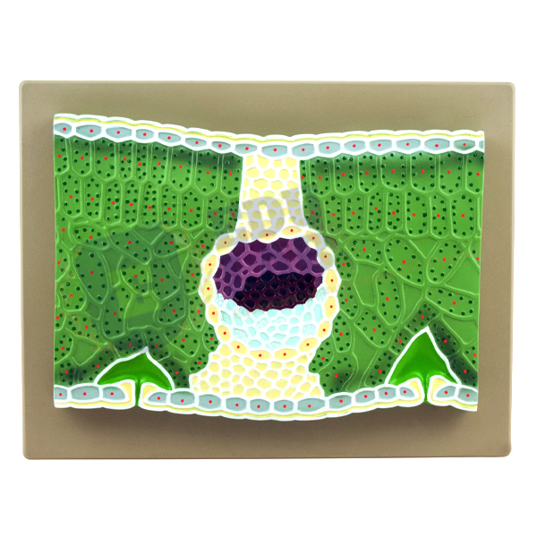 Dicot Leaf Model
