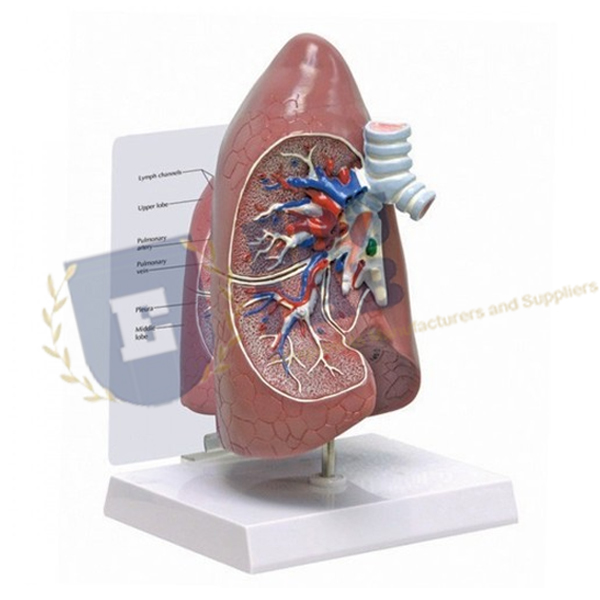 Lung Model