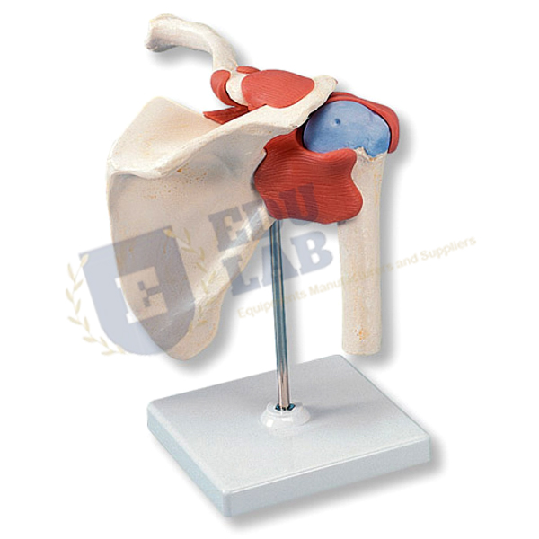 Shoulder Joint Model