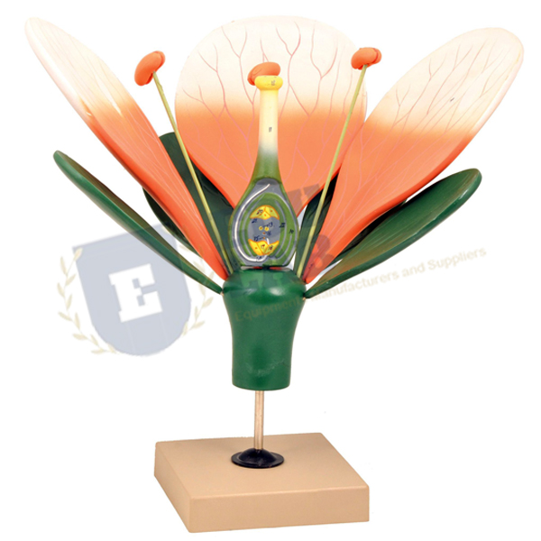 Typical Flower Model