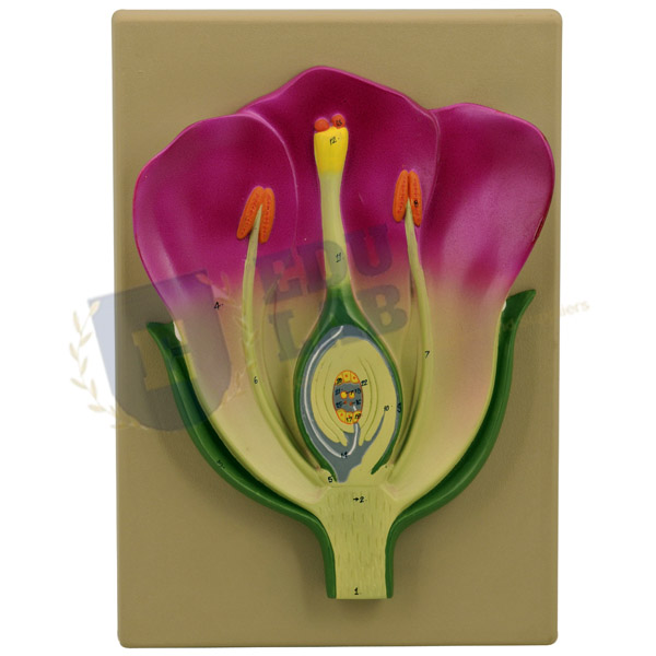 Typical Flower L.S. Model