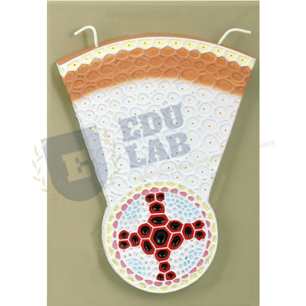 Dicot Root T.S. Model