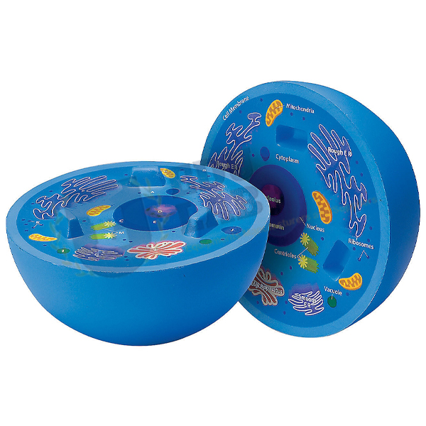 Animal Cell Model