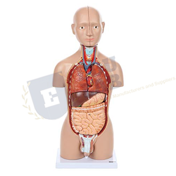 Mini Torso Model- 16 Parts