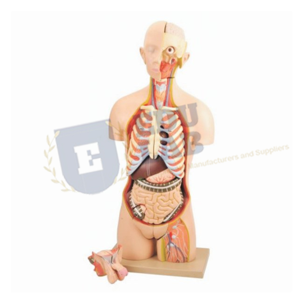 Human Torso Anatomy Model
