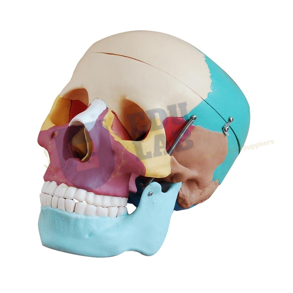 Colored Skull Model