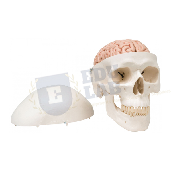 Human Skull with Brain