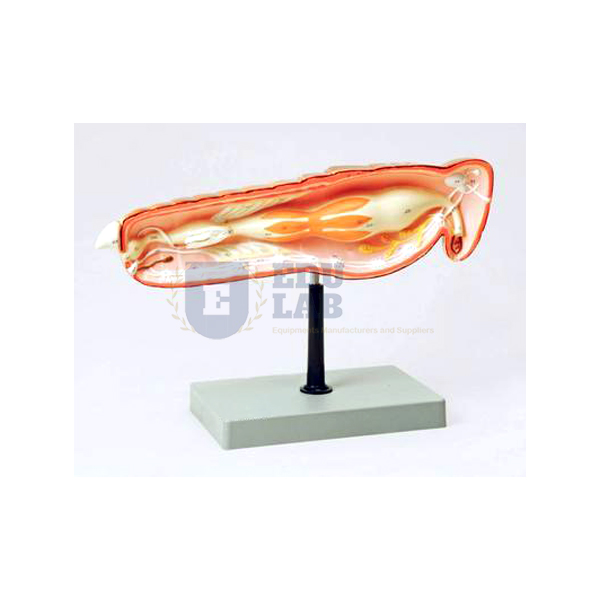 Locust Anatomy Model