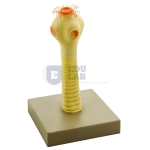 Head of the Pork Tape Worm Model