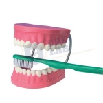 Giant Dental Care Models