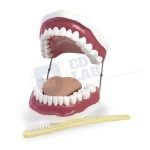 Oral Hygiene Model