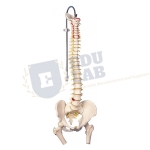 Classic Flexible Spine with Femur Heads