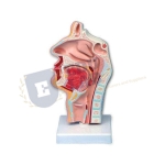 Human Nasal Cavity Model