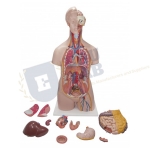 Classic Unisex Torso - 14 Parts