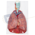 Human Respiratory System Model