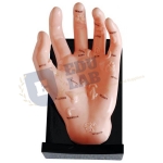 Hand Acupuncture Model