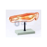 Locust Anatomy Model