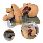 Airway Intubation Simulator Model