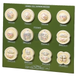 Animal Cell Division Meiosis Model